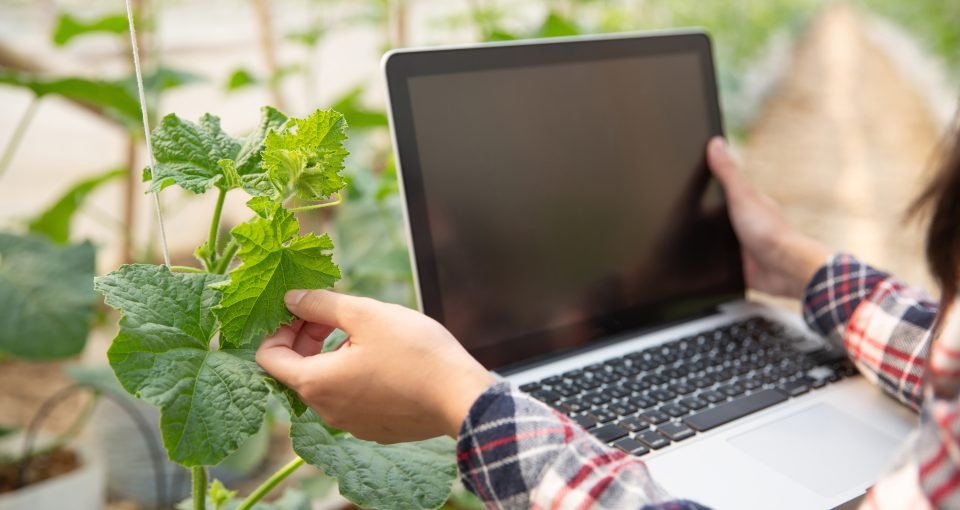 Woman science Assistant ,Agricultural Officer. in greenhouse farm research melon